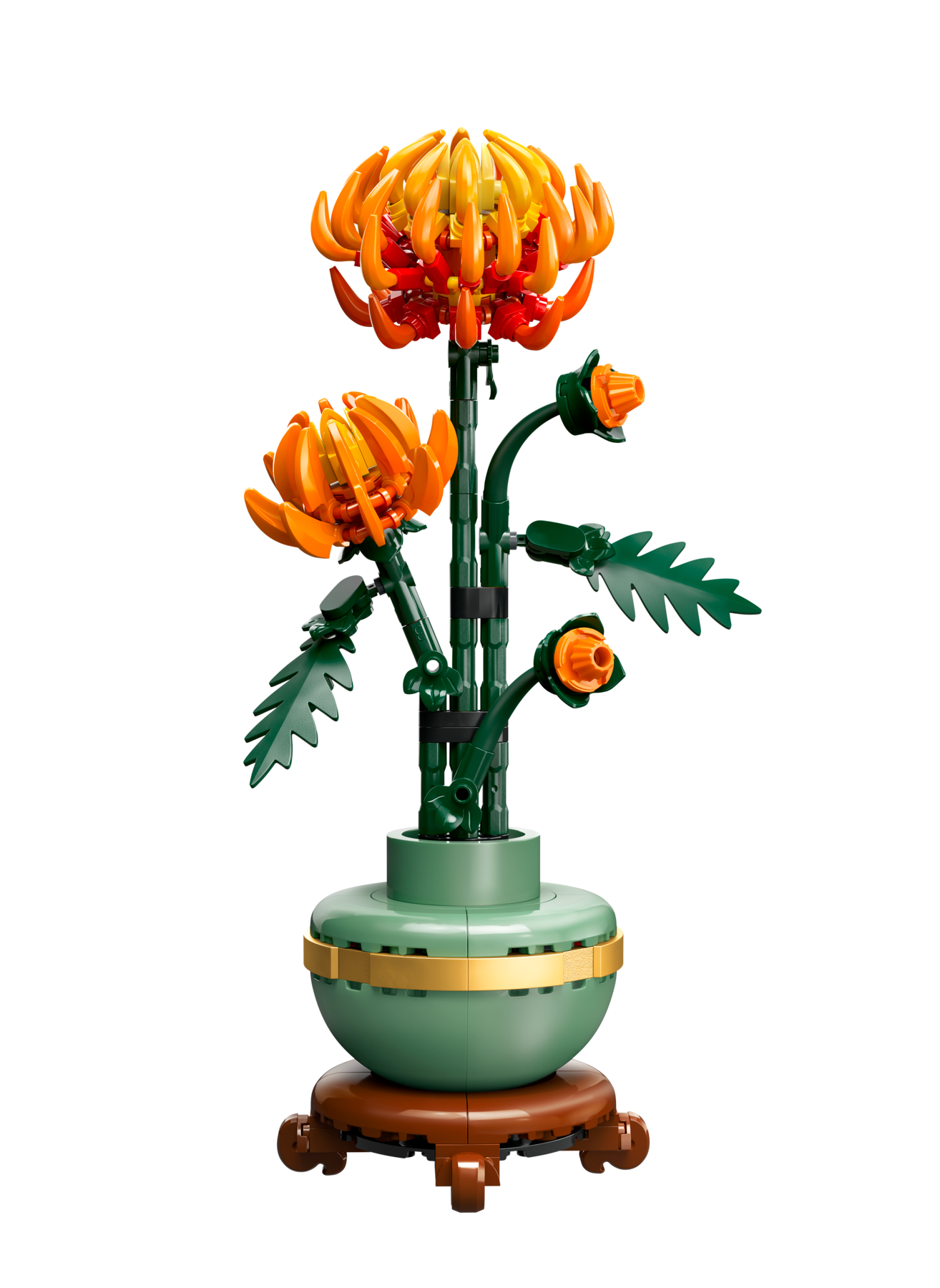 Chrysanthemum
