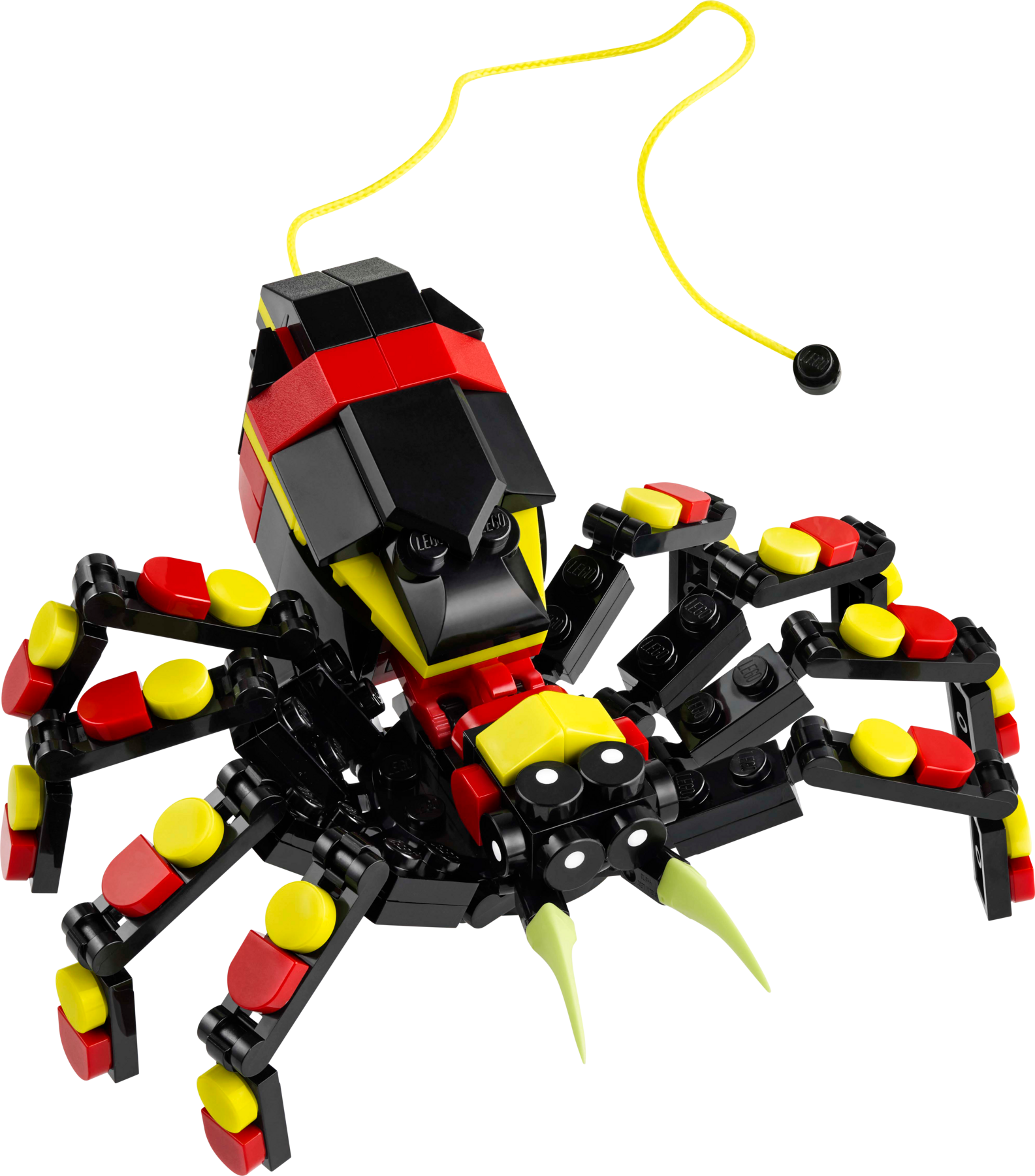 Wild Animals: Surprising Spider