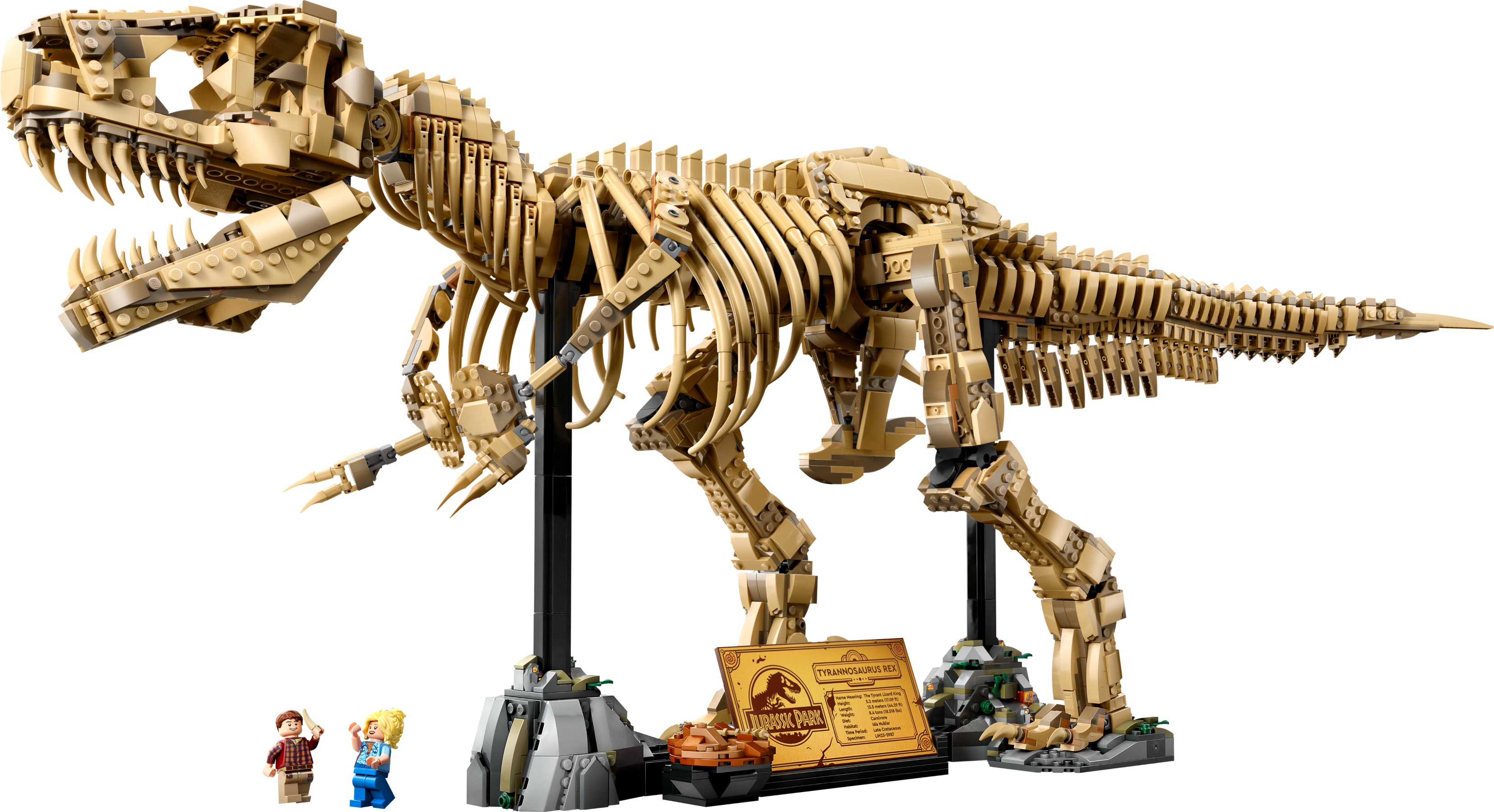 Dinosaur Fossils: Tyrannosaurus Rex